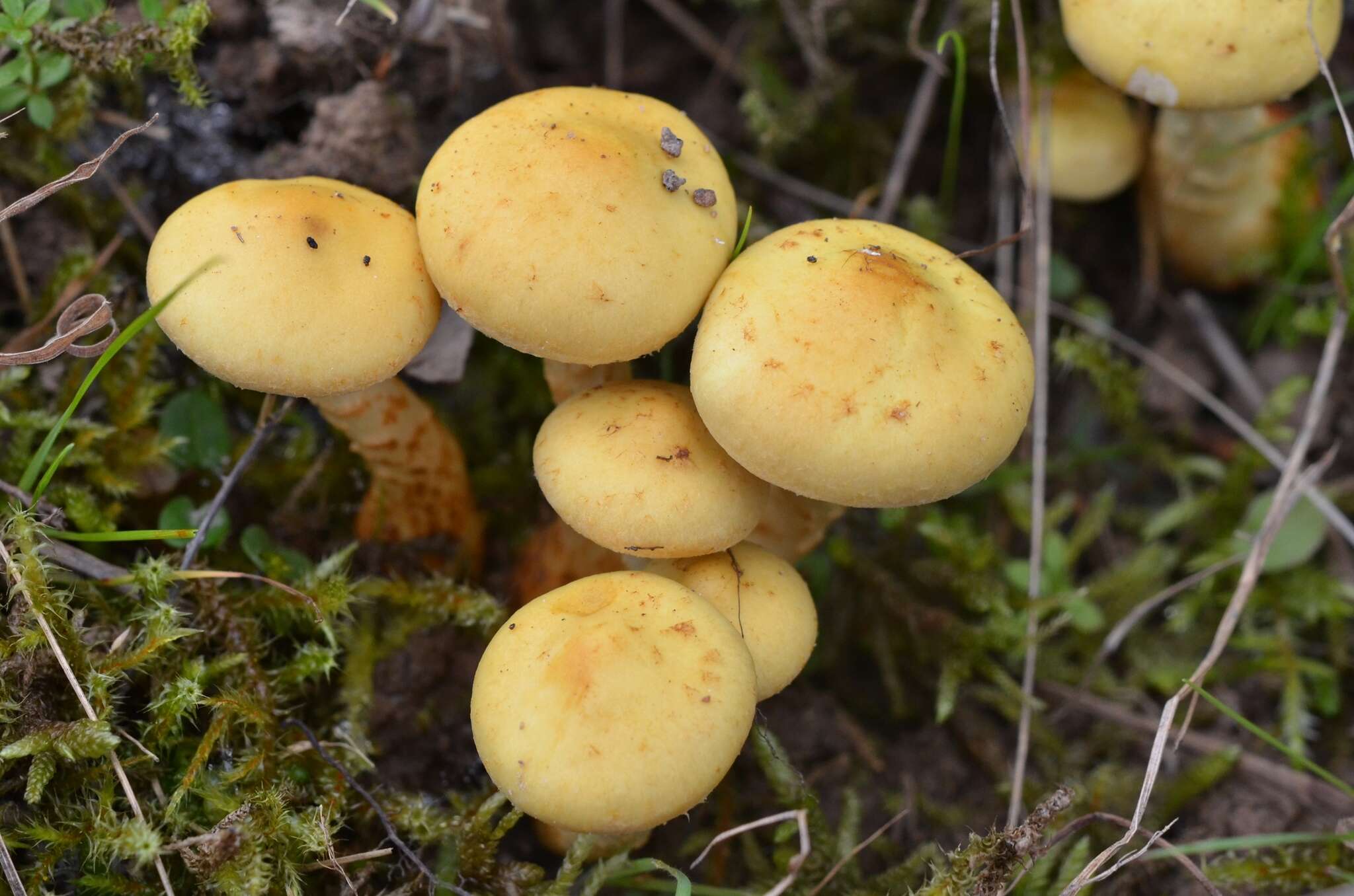 Image of Pholiota pinicola Jacobsson 1986