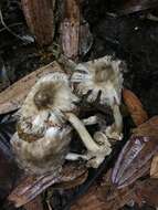 Image of straw mushroom