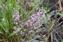 Image of Erica parviflora var. parviflora