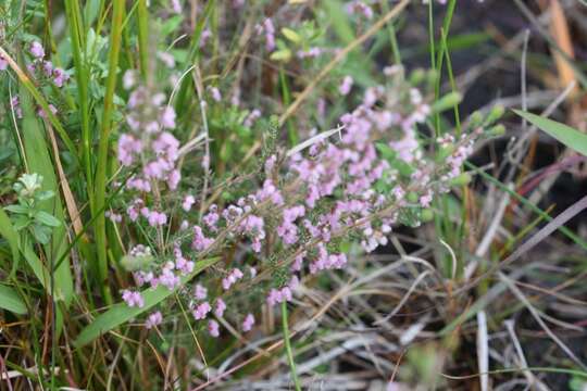 Image of Erica parviflora var. parviflora