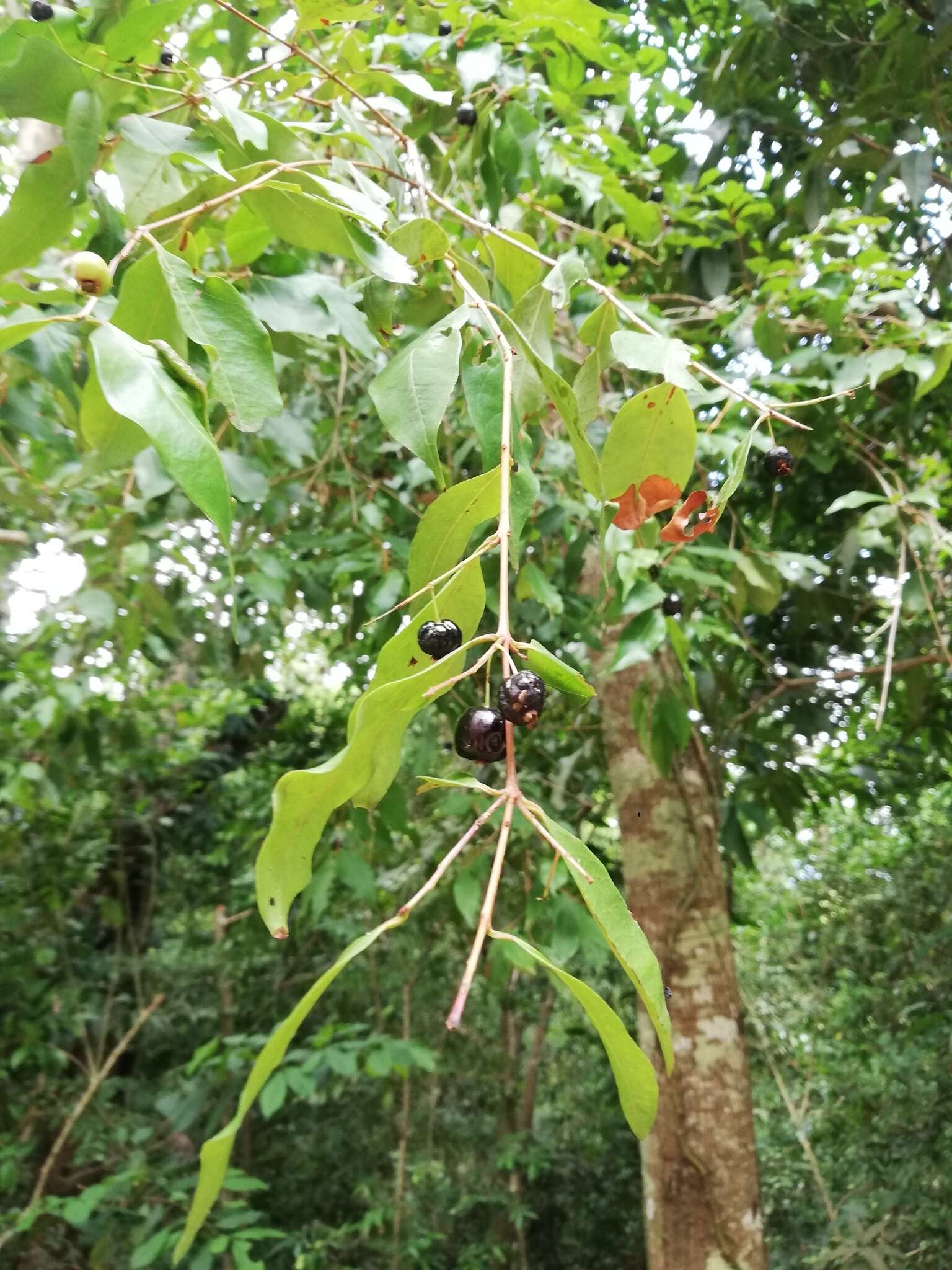 Imagem de Damburneya salicifolia (Kunth) Trofimov & Rohwer