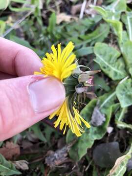 Image of Taraxacum boekmanii Borgv.