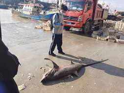 Image of Bigeye Thresher Shark