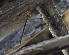 Image de Gynacantha nervosa Rambur 1842