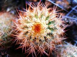 Image of Echinocereus reichenbachii var. baileyi (Rose) N. P. Taylor