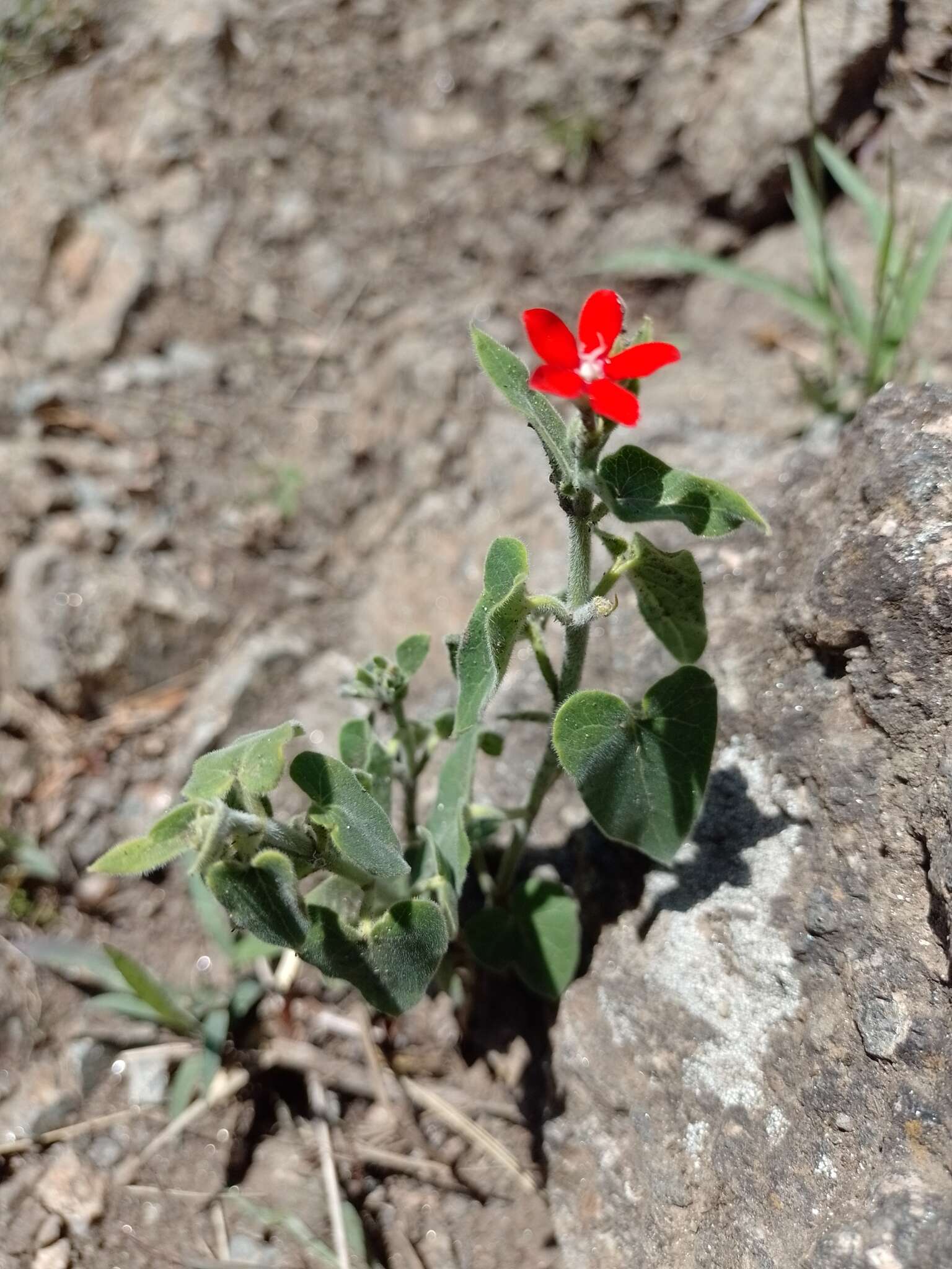 Image of Oxypetalum coccineum Griseb.