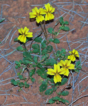 Слика од Goodenia peacockiana R. C. Carolin