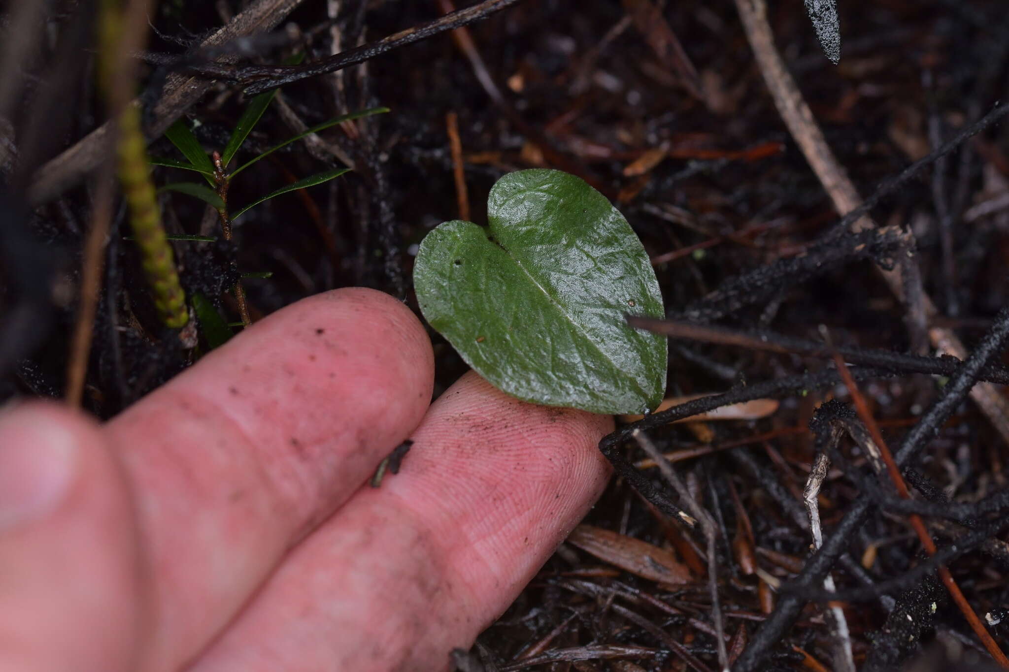 Image of Corybas rotundifolius (Hook. fil.) Rchb. fil.