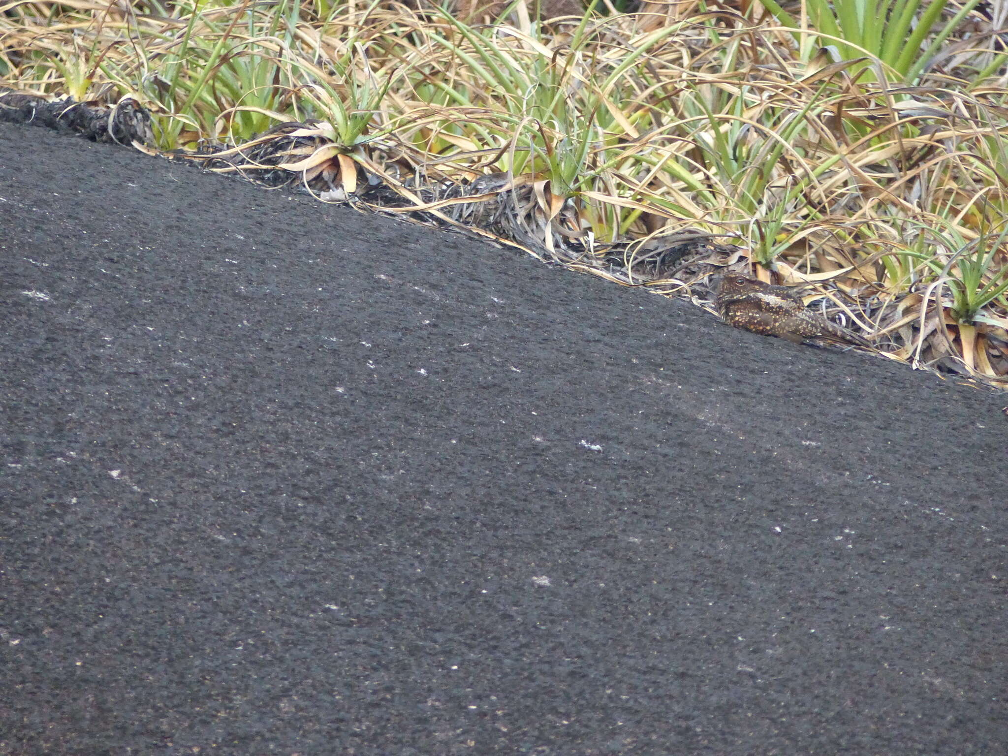 Image of Blackish Nightjar