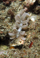 Imagem de Phyllodesmium parangatum Ortiz & Gosliner 2003