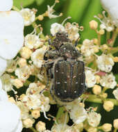 Imagem de Gnorimus subopacus Motschulsky 1860