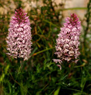 صورة Anacamptis pyramidalis var. urvilleana (Sommier & Caruana) Schltr.