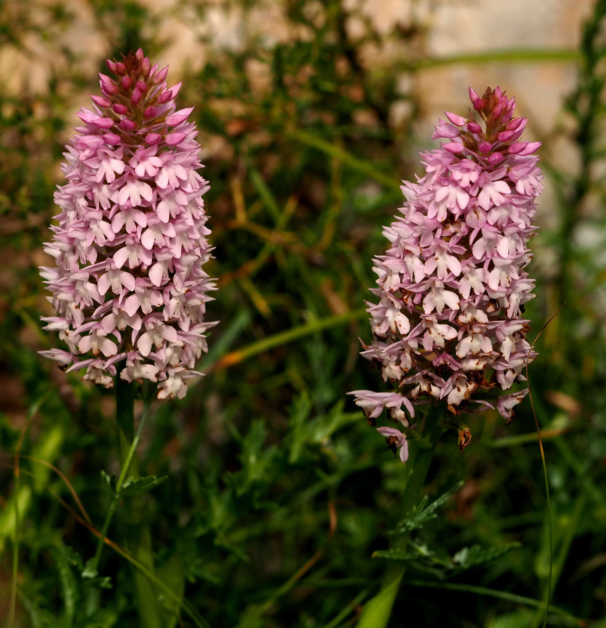 صورة Anacamptis pyramidalis var. urvilleana (Sommier & Caruana) Schltr.