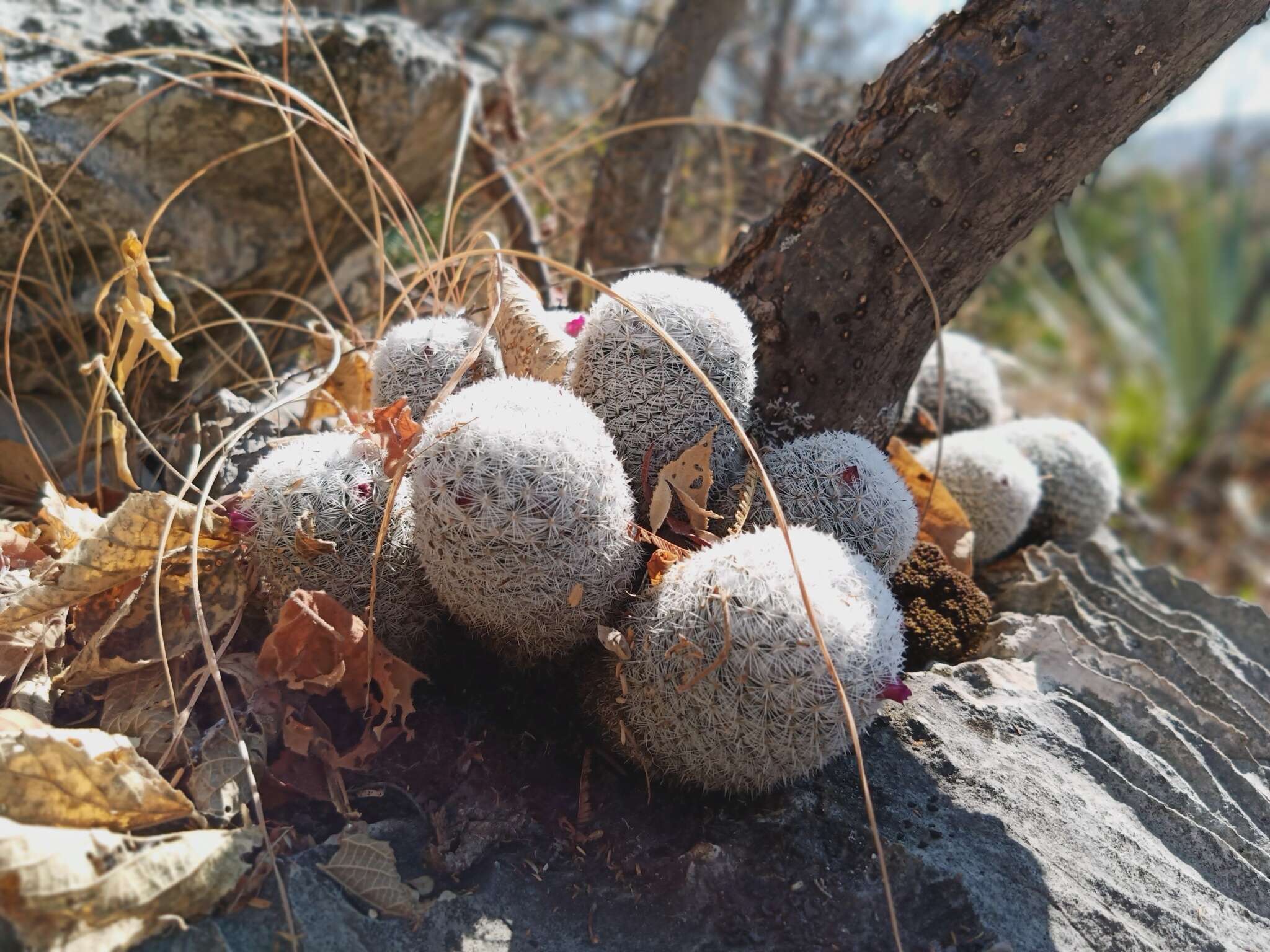 Mammillaria albilanata subsp. albilanata resmi