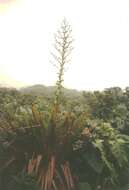 Image de Glomeropitcairnia penduliflora (Griseb.) Mez