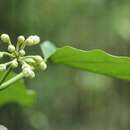 Image of Marsdenia tomentosa Morren & Decne.