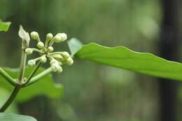 Image of Marsdenia tomentosa Morren & Decne.