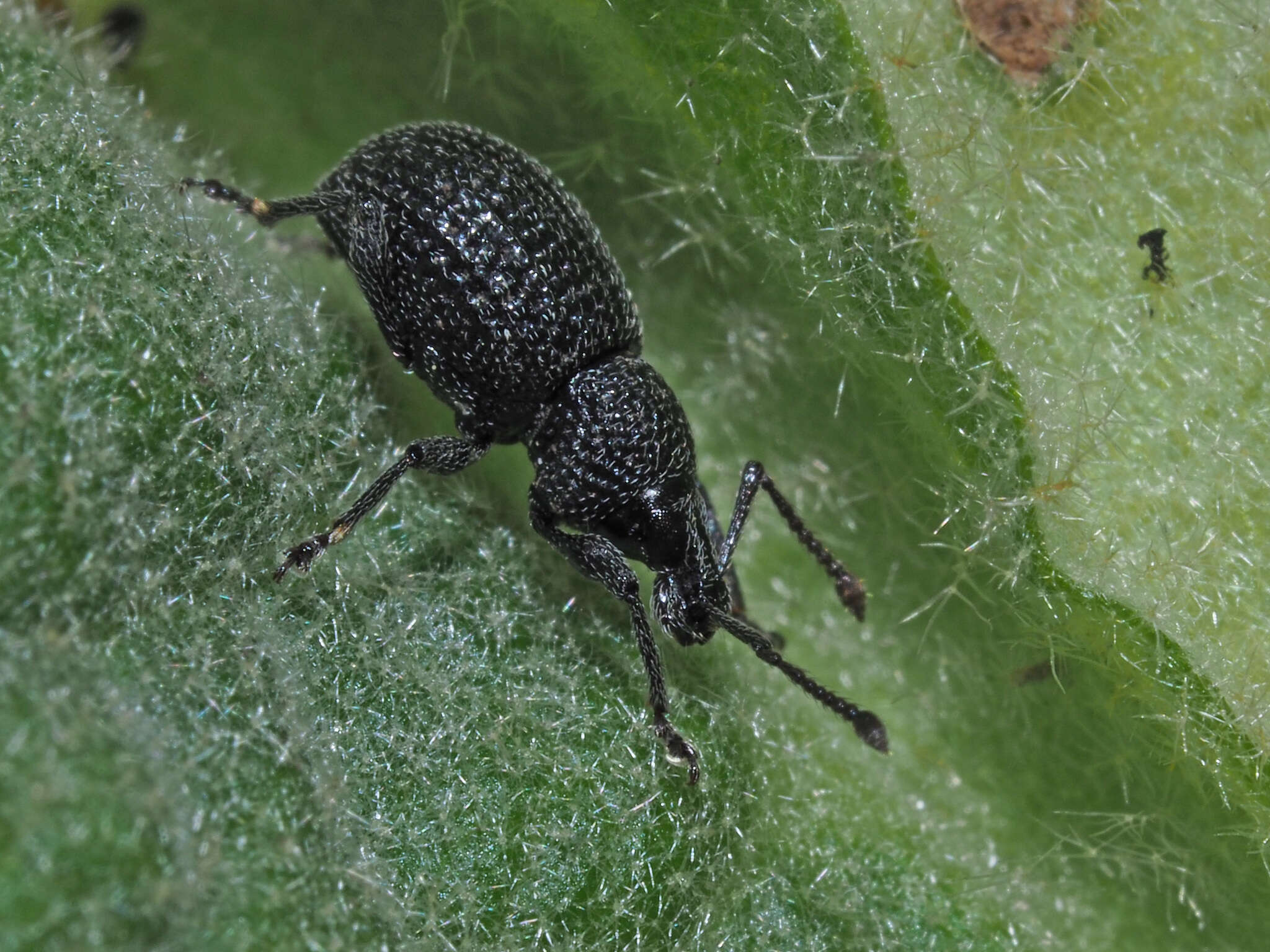 Imagem de Otiorhynchus (Padilehus) pinastri (Herbst 1795)