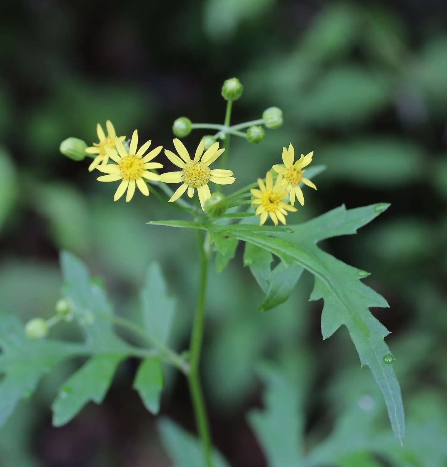 Image of Nemosenecio nikoensis (Miq.) B. Nord.