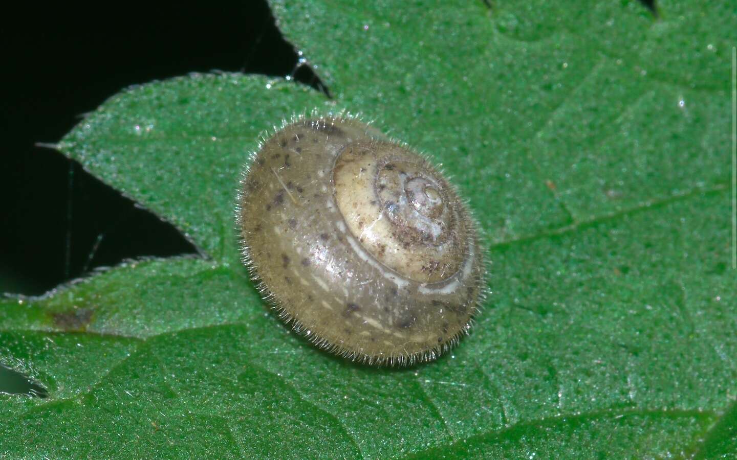 Imagem de Ashfordia granulata (Alder 1830)