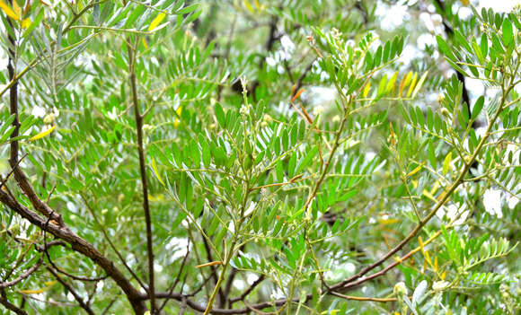 Image of Virgilia oroboides subsp. oroboides