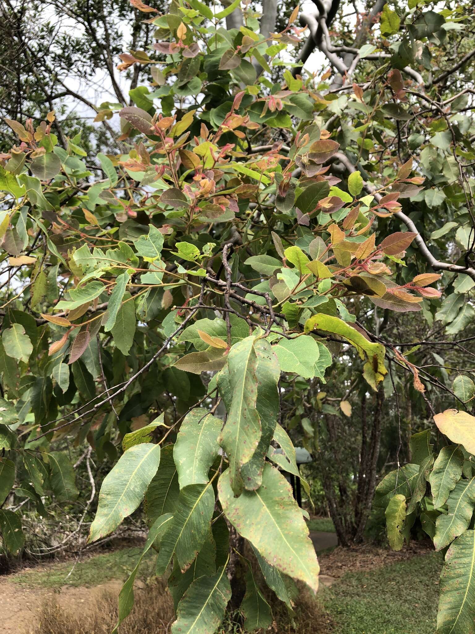 Image de Corymbia torelliana (F. Müll.) K. D. Hill & L. A. S. Johnson