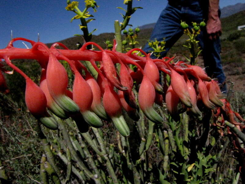 Image of Gasteria disticha var. disticha