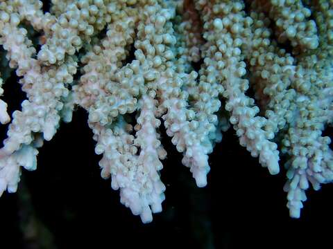 Image of Table coral