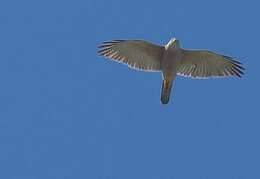 Image of Fiji Goshawk