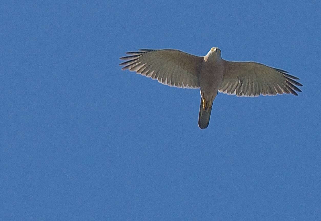 Image of Fiji Goshawk