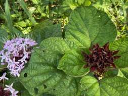 Imagem de Clerodendrum bungei Steud.