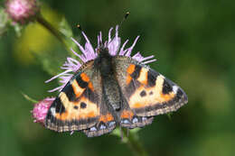 Image de <i>Aglais ladakensis</i>