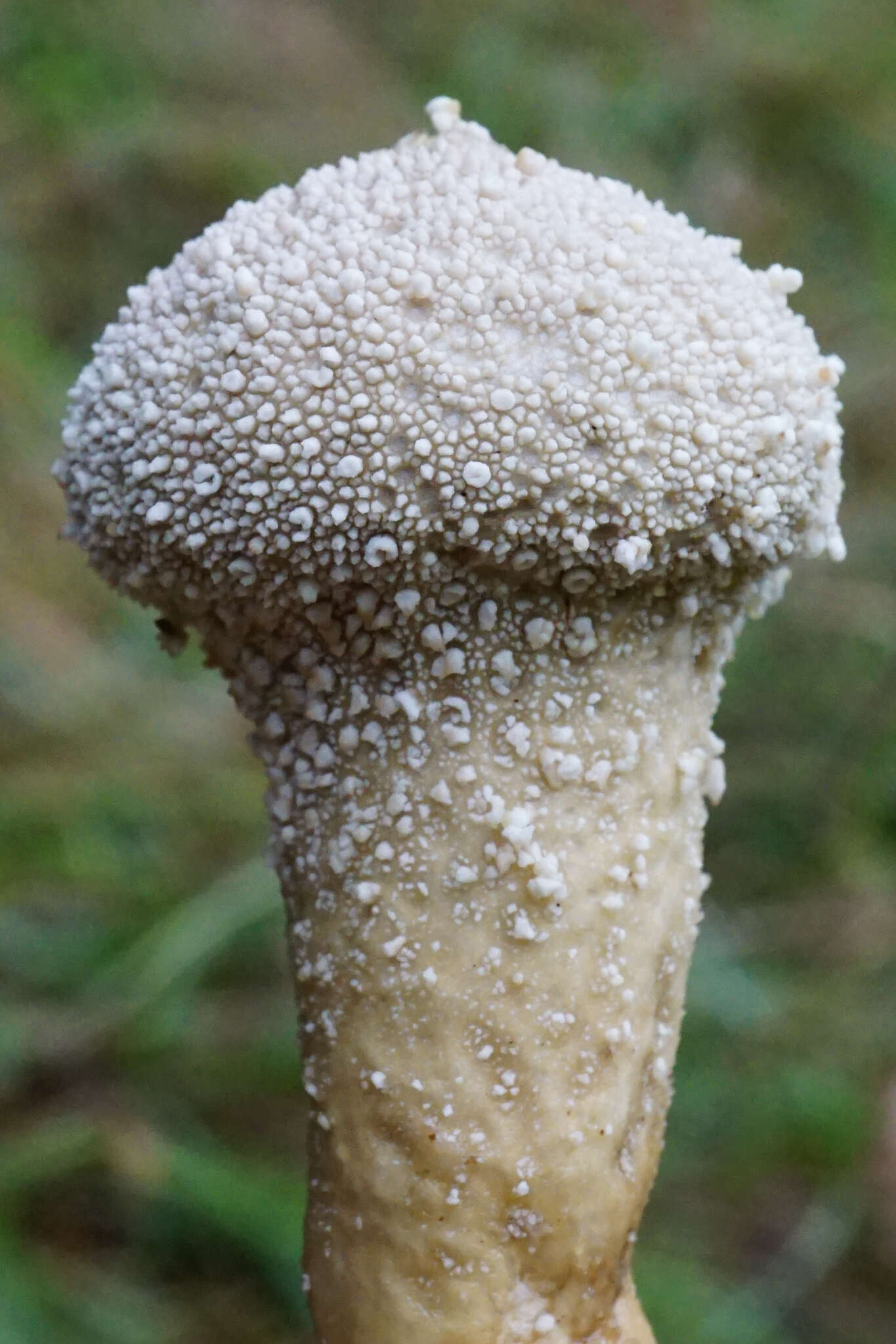 Imagem de Lycoperdon perlatum subsp. perlatum