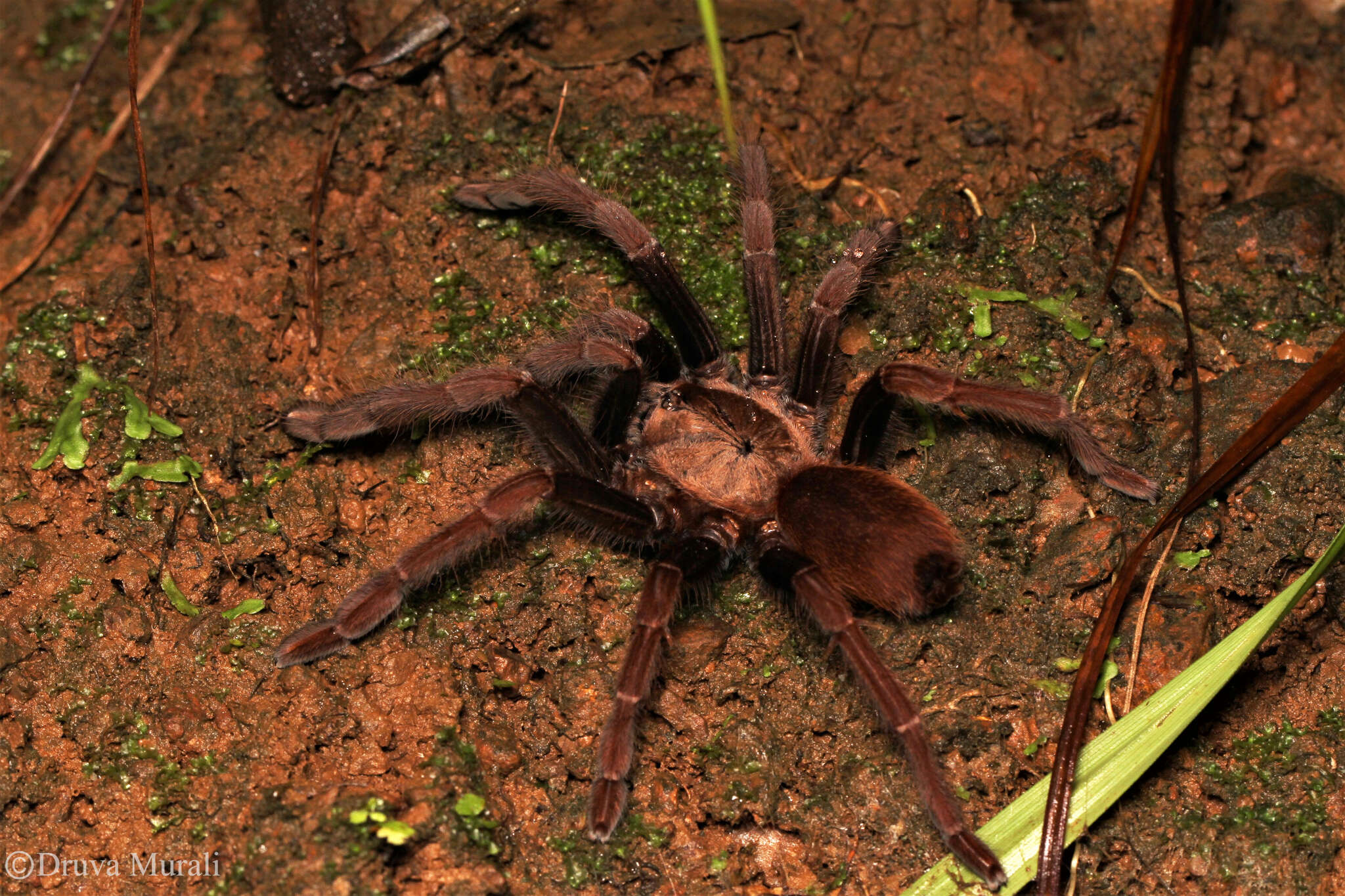 Image of Thrigmopoeus