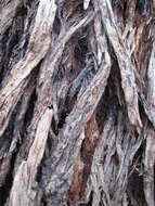 Image of Eucalyptus cephalocarpa Blakely