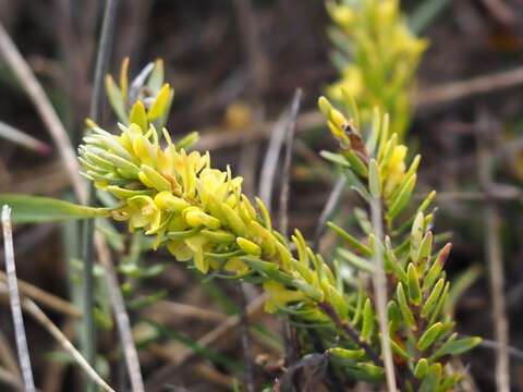 Plancia ëd Thymelaea ruizii Loscos ex Casav.