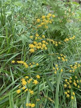 Bupleurum polyphyllum Ledeb. resmi