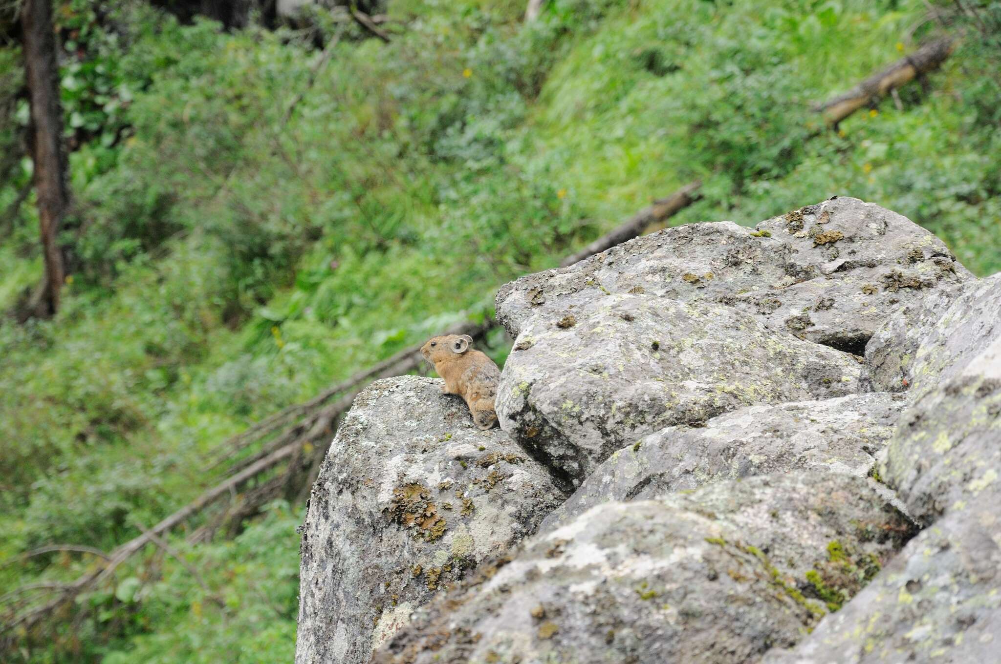 Image of Alpine Pika