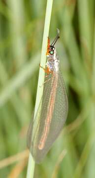 Image of Myrmeleon (Myrmeleon) lethifer Walker 1853