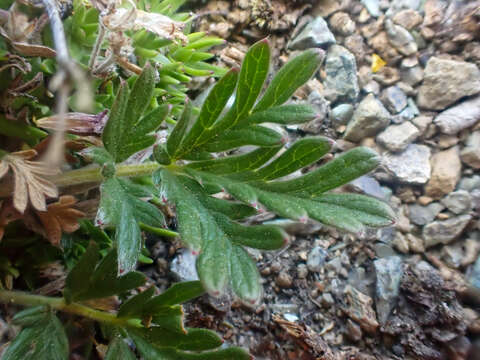 Image of Potentilla jepsonii var. kluanensis