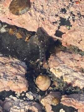 Image of Tidepool sculpin