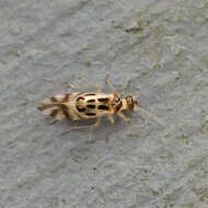 Graphopsocus resmi