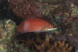 Image of Disappearing wrasse