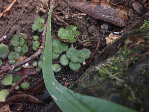 Image de Plectranthus strigosus Benth. ex E. Mey.