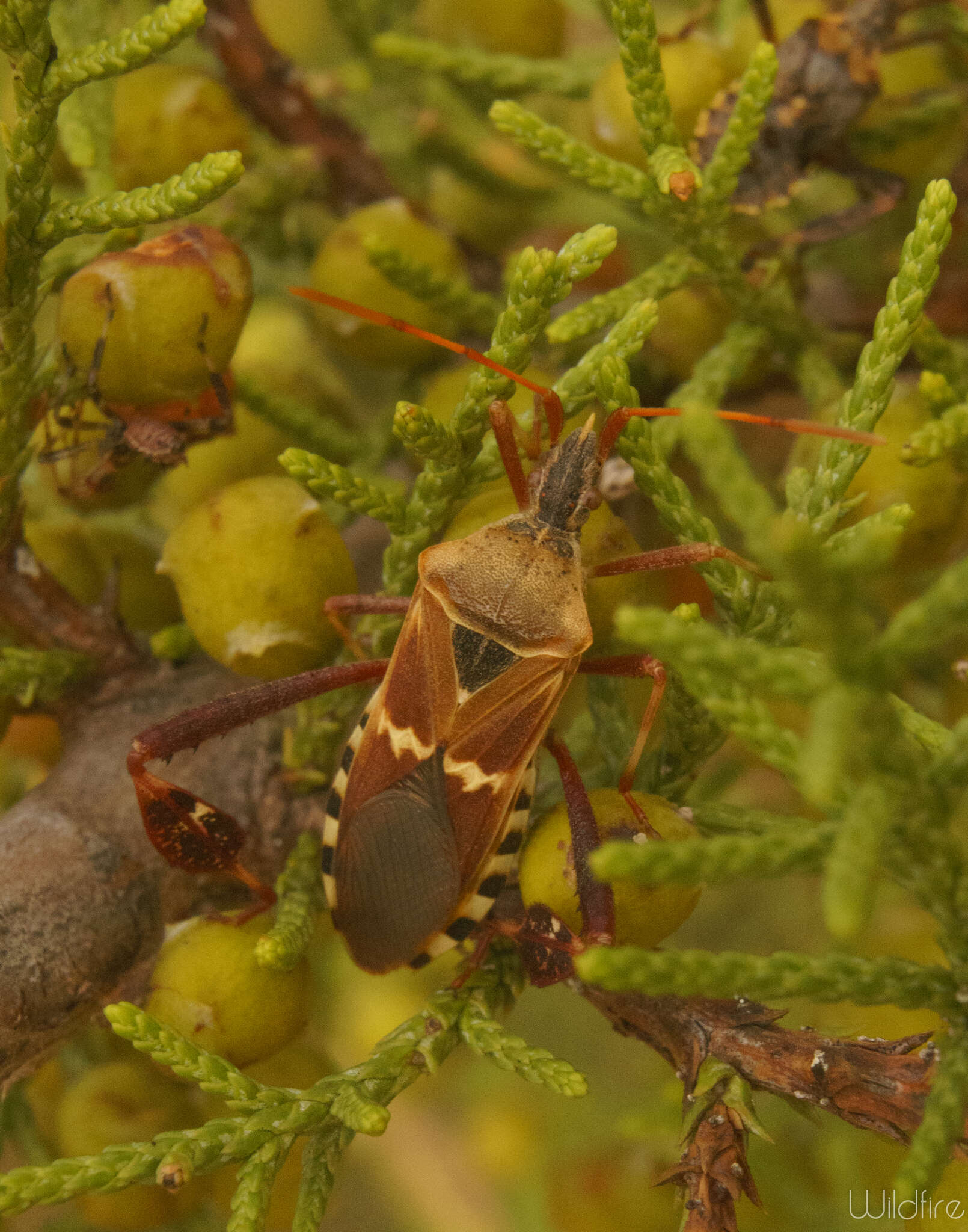 Image of western leaf-footed bug