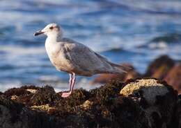 Image of Glaucous-winged Gull