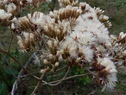 Image of Gymnanthemum appendiculatum (Less.) H. Robinson