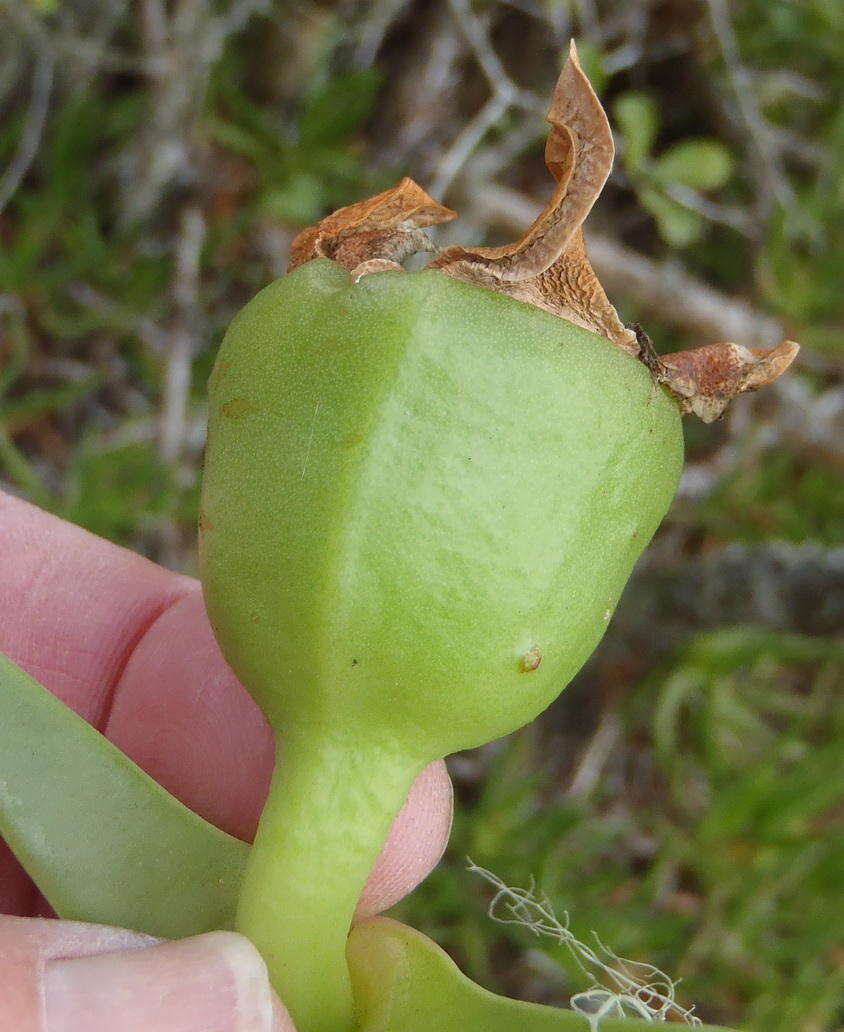 Image of Carpobrotus deliciosus (L. Bol.) L. Bol.