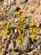 Image of coastal plain yellowtops