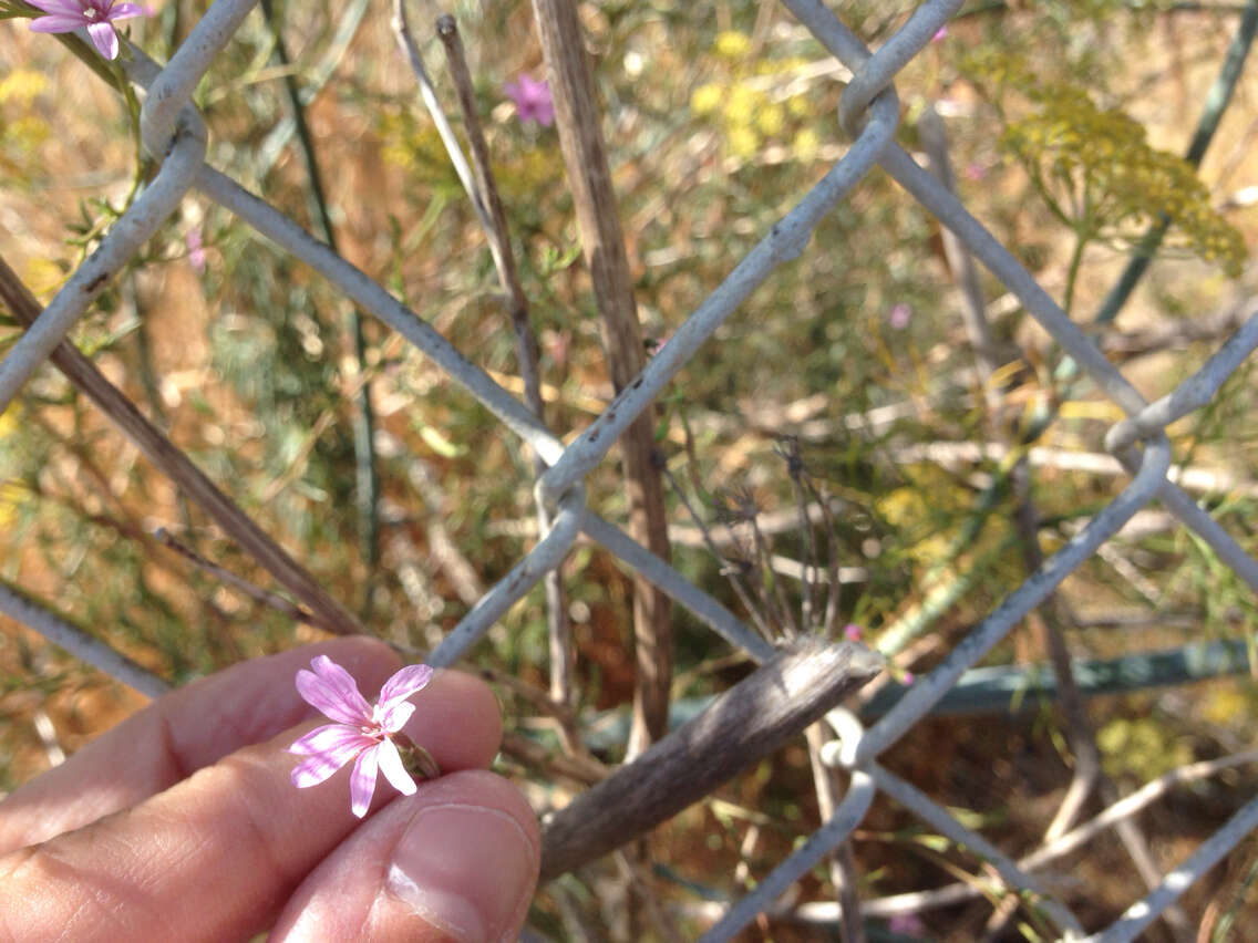 Image de Epilobium brachycarpum Presl